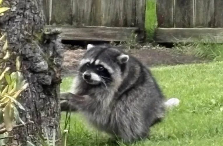 Jimothy, el mapache que se ha hecho viral, aparecerá como mascota en World of Warcraft
